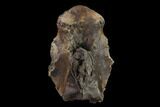 Fossil Crocodylomorph Vertebra - Montana #134810-2